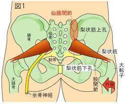 立川駅前ｌ坐骨神経痛ｌ鍼灸指圧マッサージ治療室ホスピターレにお任せください 鍼灸 不妊 美容鍼 治療室ホスピターレ 立川 昭島 日野 八王子
