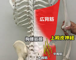 東京l立川l上殿皮神経障害l鍼灸指圧マッサージl治療室ホスピターレ 鍼灸 不妊 美容鍼 治療室ホスピターレ 立川 昭島 日野 八王子 東京l立川l上殿皮神経障害l鍼灸指圧マッサージl治療室ホスピターレ 鍼灸 不妊 美容鍼 治療室ホスピターレ 立川 昭島 日野 八王子